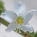 Hibiscus meyeri